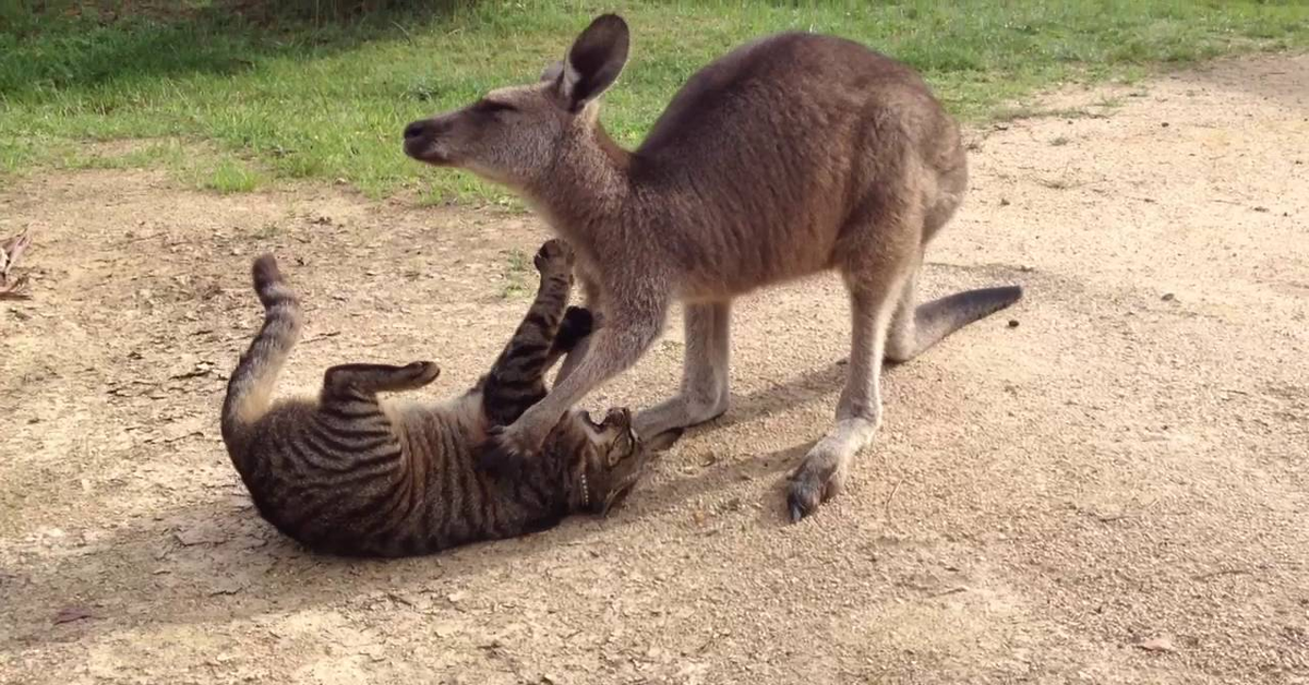 Canguro e gatto insieme