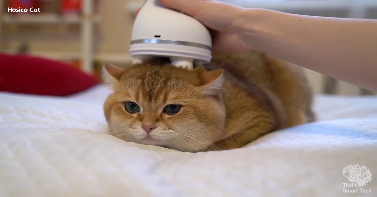 gatto Hosico con massaggiatore