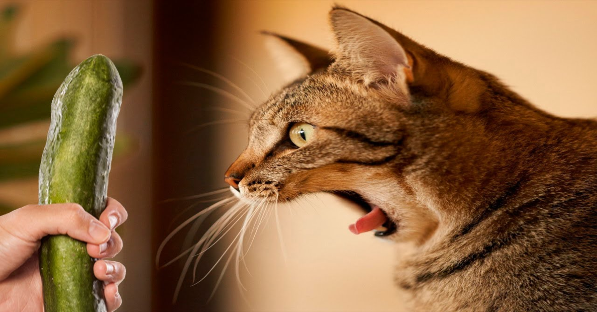 I gatti hanno paura di zucchine e cetrioli (VIDEO)