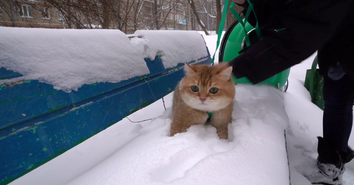 Hosico scopre la neve