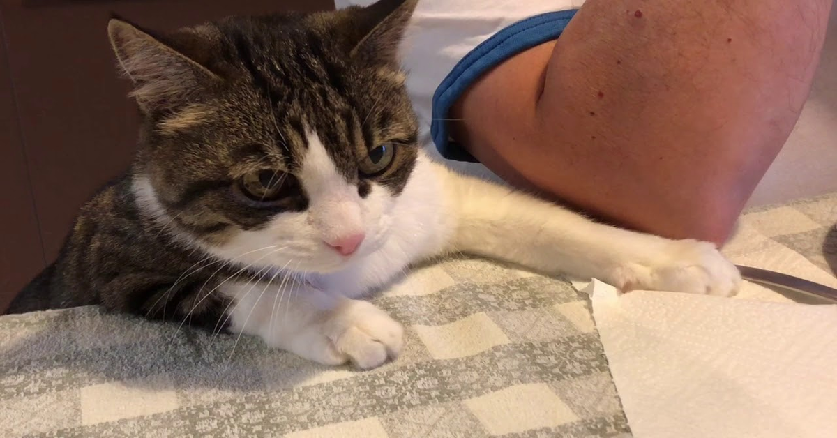 Gigio il gatto brontola a tavola (VIDEO)