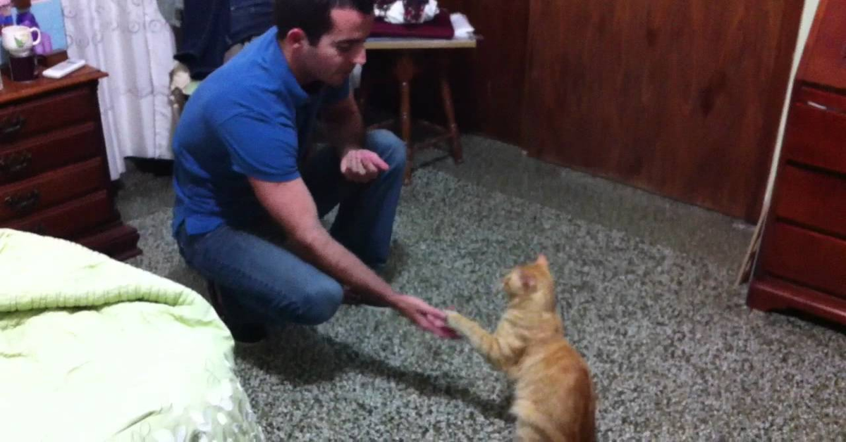 Il gattino che da la zampa  (VIDEO)