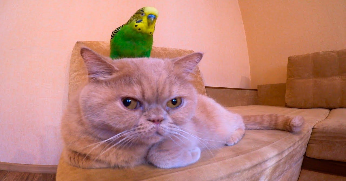 Marsic e Kesha: un gatto e un pappagallo amici per la pelle (VIDEO)
