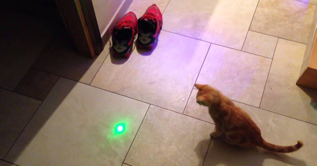 Gatto gioca con il laser (VIDEO)
