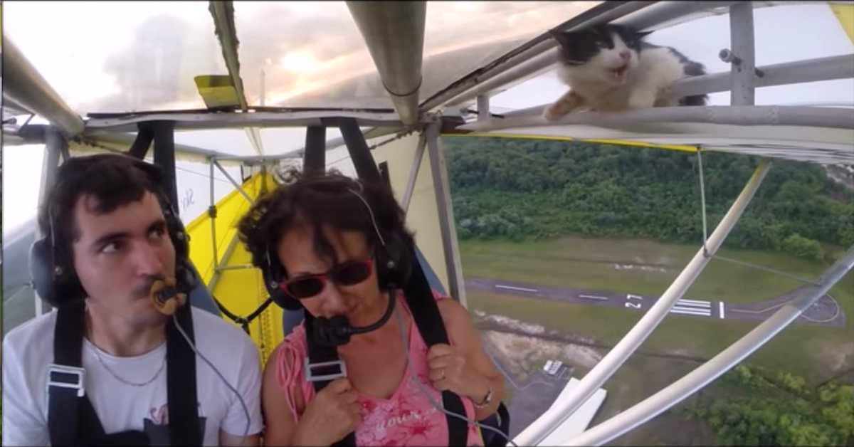 il micio prova per errore l’ebbrezza del volo in deltaplano ( VIDEO)