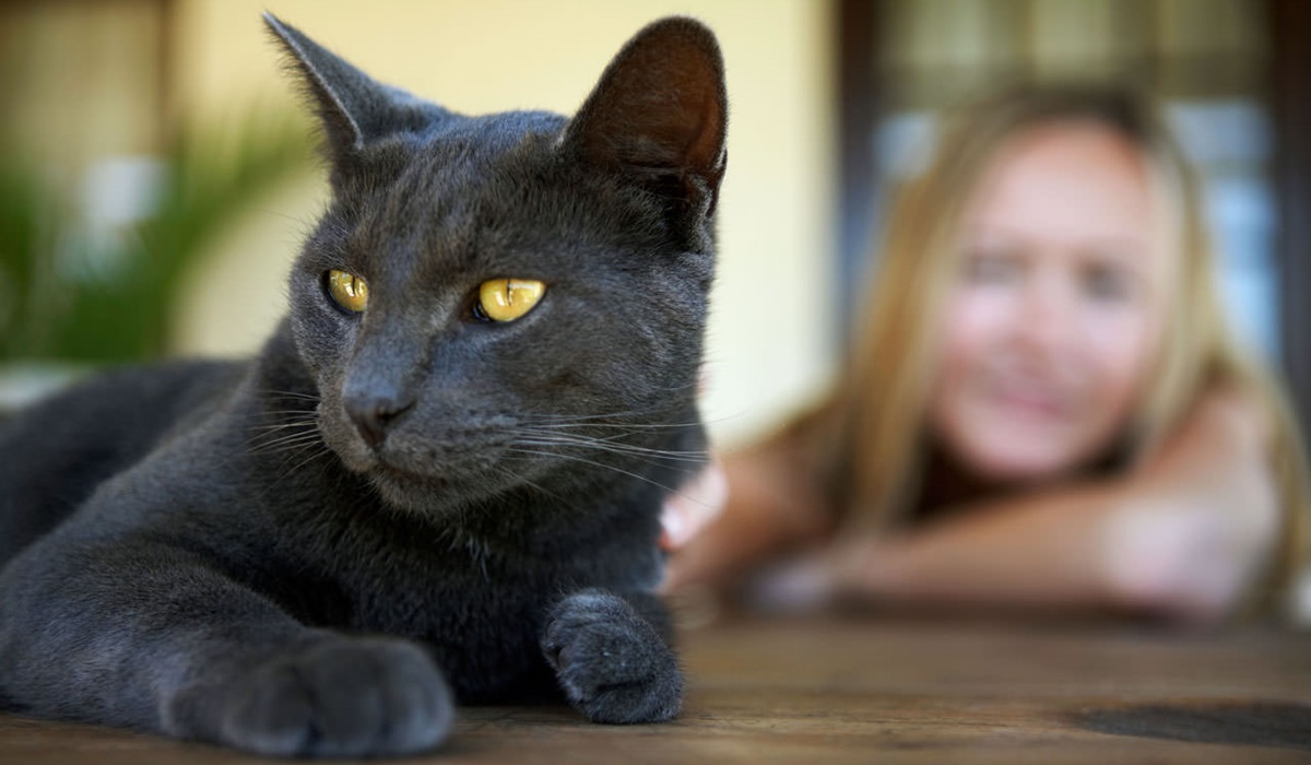 gatto nero con gli occhi gialli