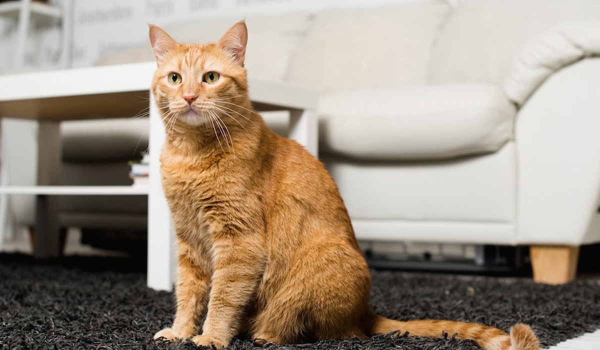 gatto arancione sul tappeto
