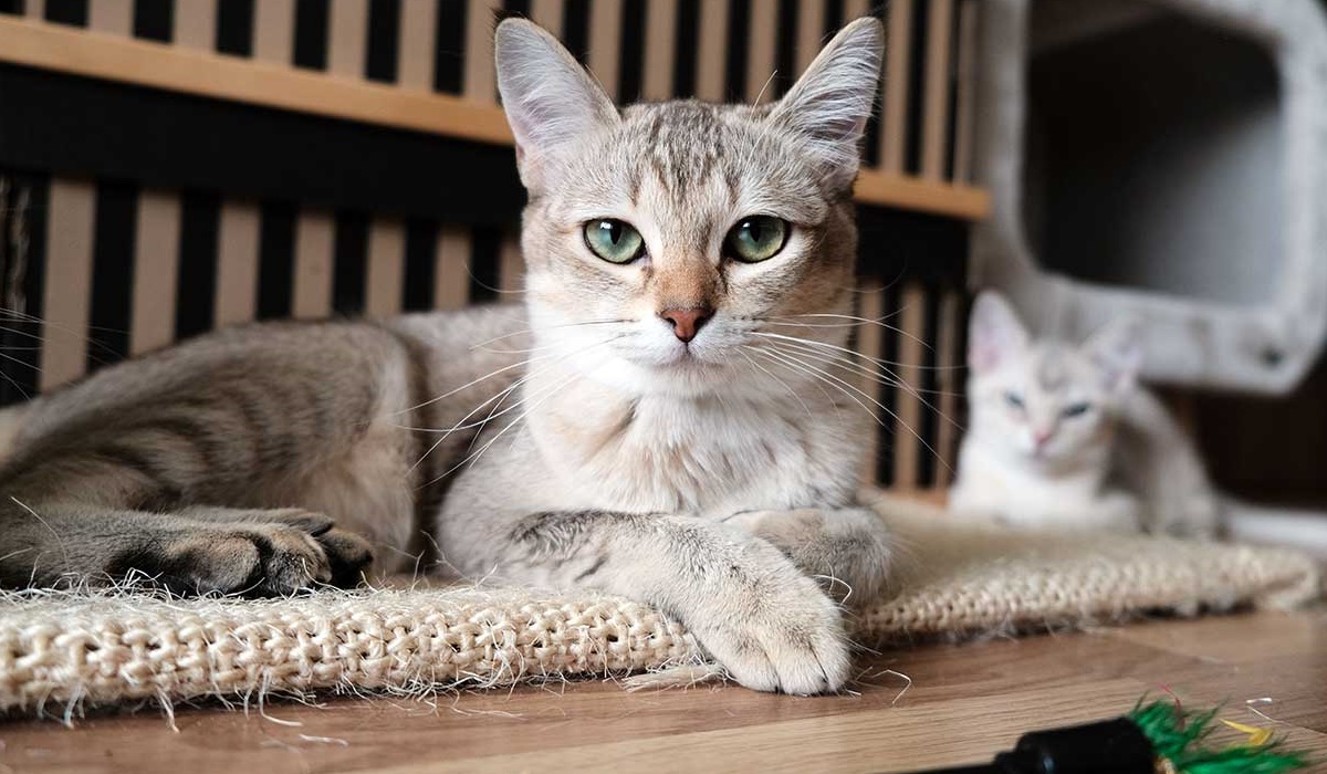 gatto con lo sguardo infastidito