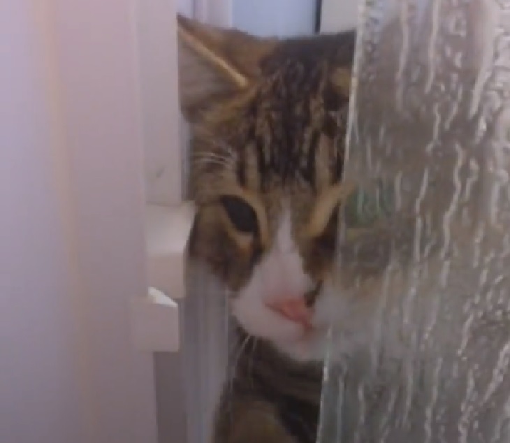 milo gattino vuole entrare doccia