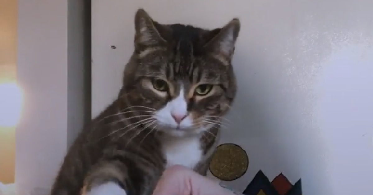 Milo, il gatto più affettuoso del mondo (VIDEO)