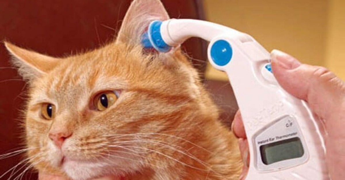termometro per l'orecchio del gatto