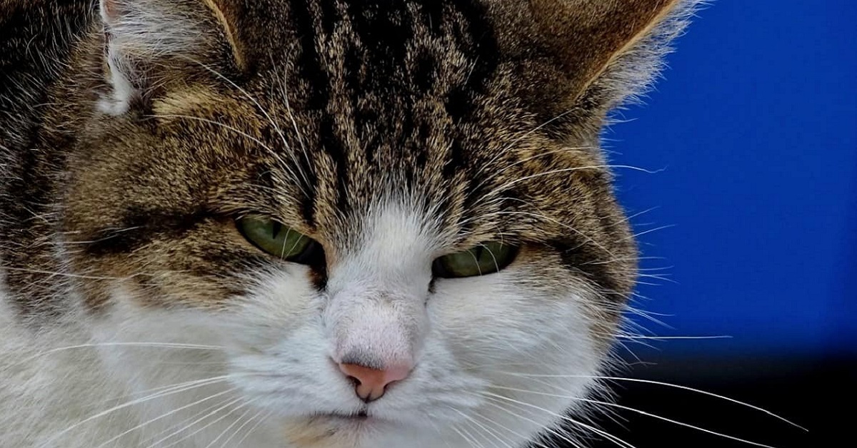 gatto debole e con occhi socchiusi