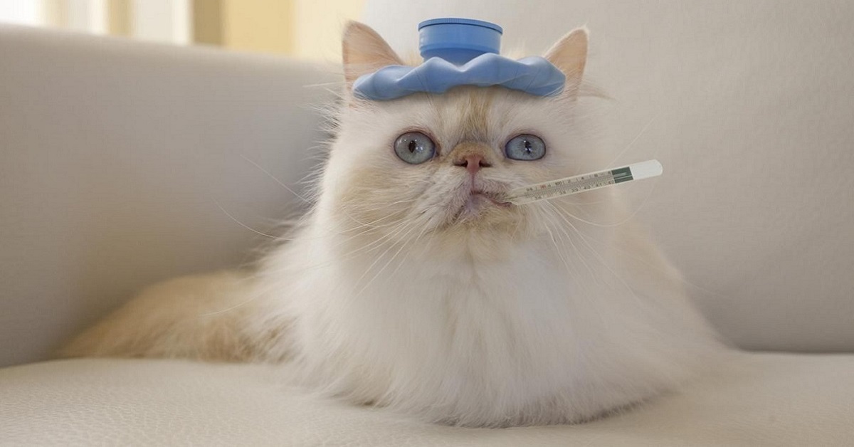 Misurare la febbre del gatto: i modi per farlo senza fargli male