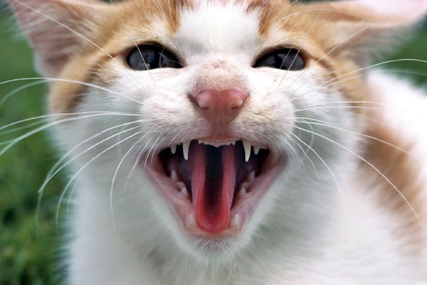 denti del gatto