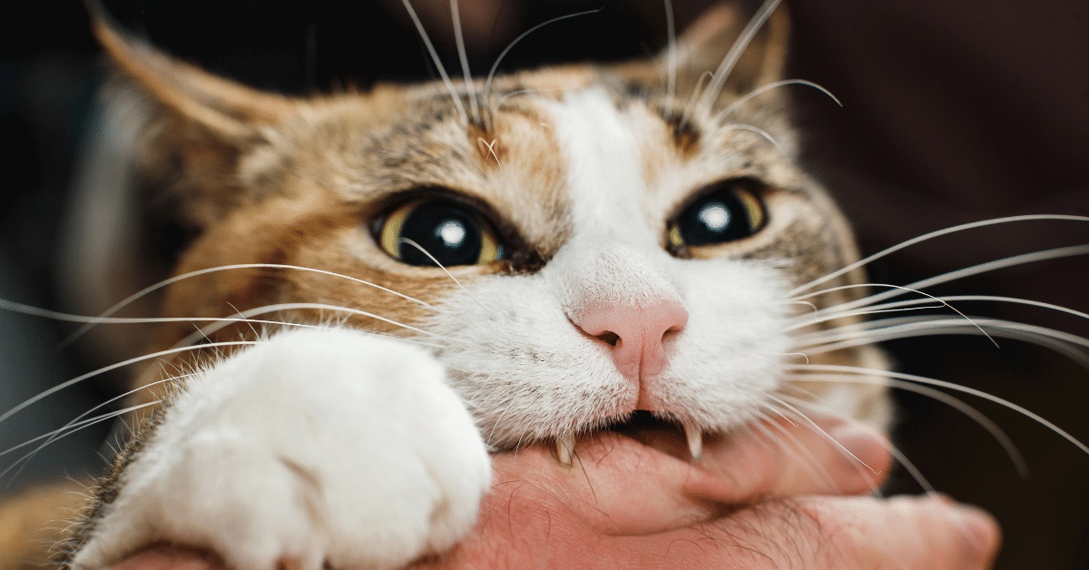 Morso del gatto: cosa fare per disinfettarlo e farlo guarire senza problemi