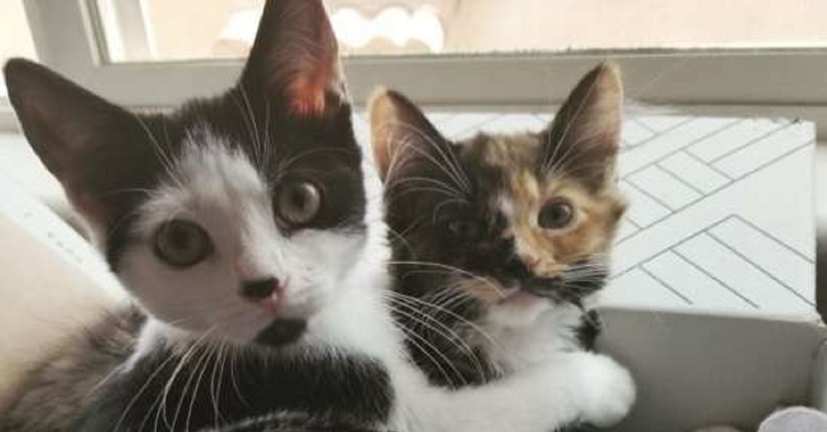 Naomi e Sushi, due gattini inseparabili trovano casa (VIDEO)