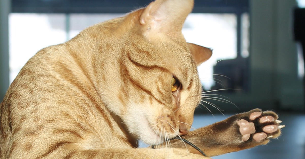 cuccioli di ocicat come sceglierli