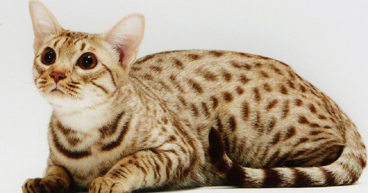 cuccioli di ocicat come sceglierli