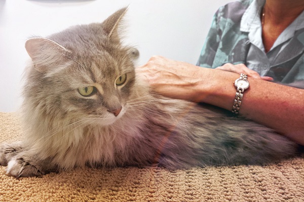 Osteopatia per il gatto: in che cosa consiste e come funziona?