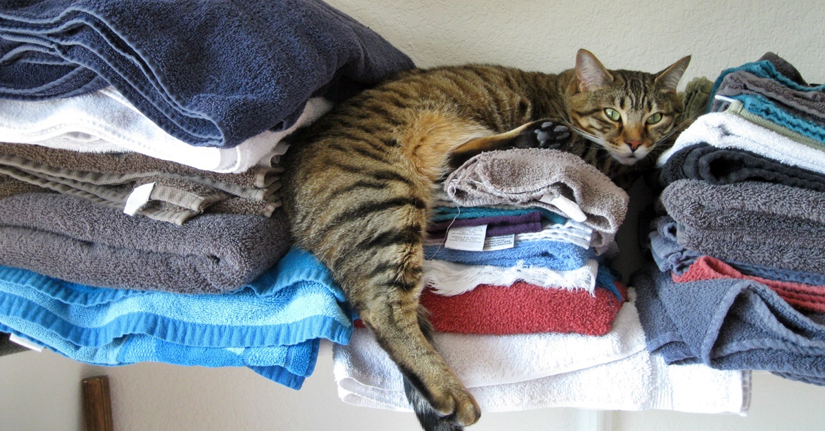 Pelo del gatto in casa, come pulire per farlo scomparire: consigli e accorgimenti