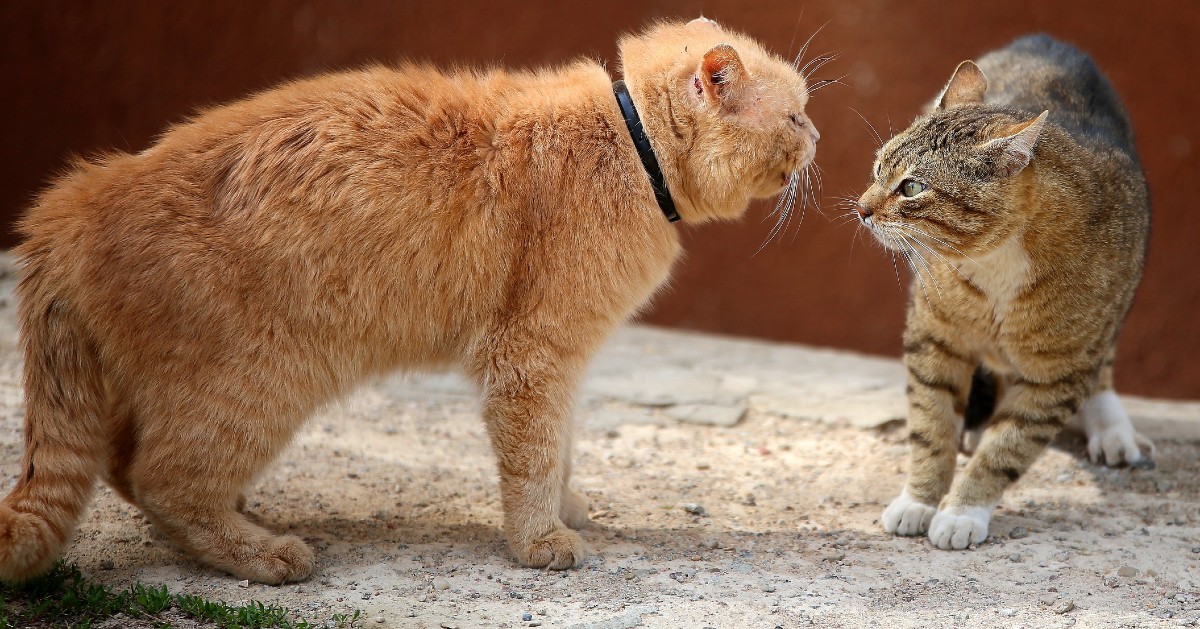 gatto che litiga