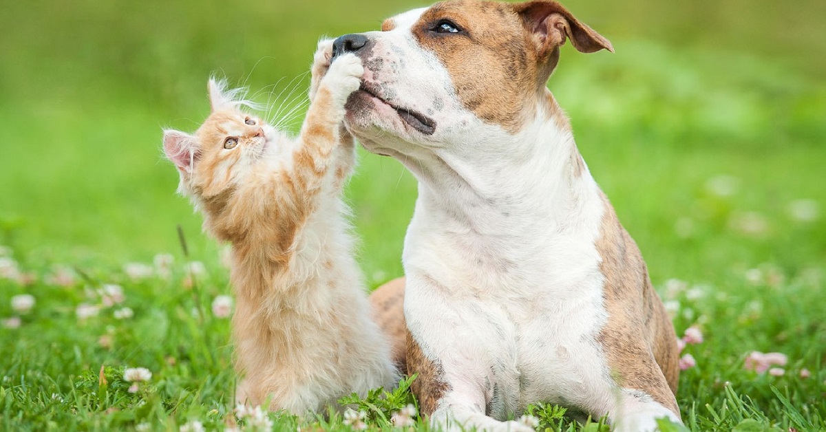 gatto gioca con il cane