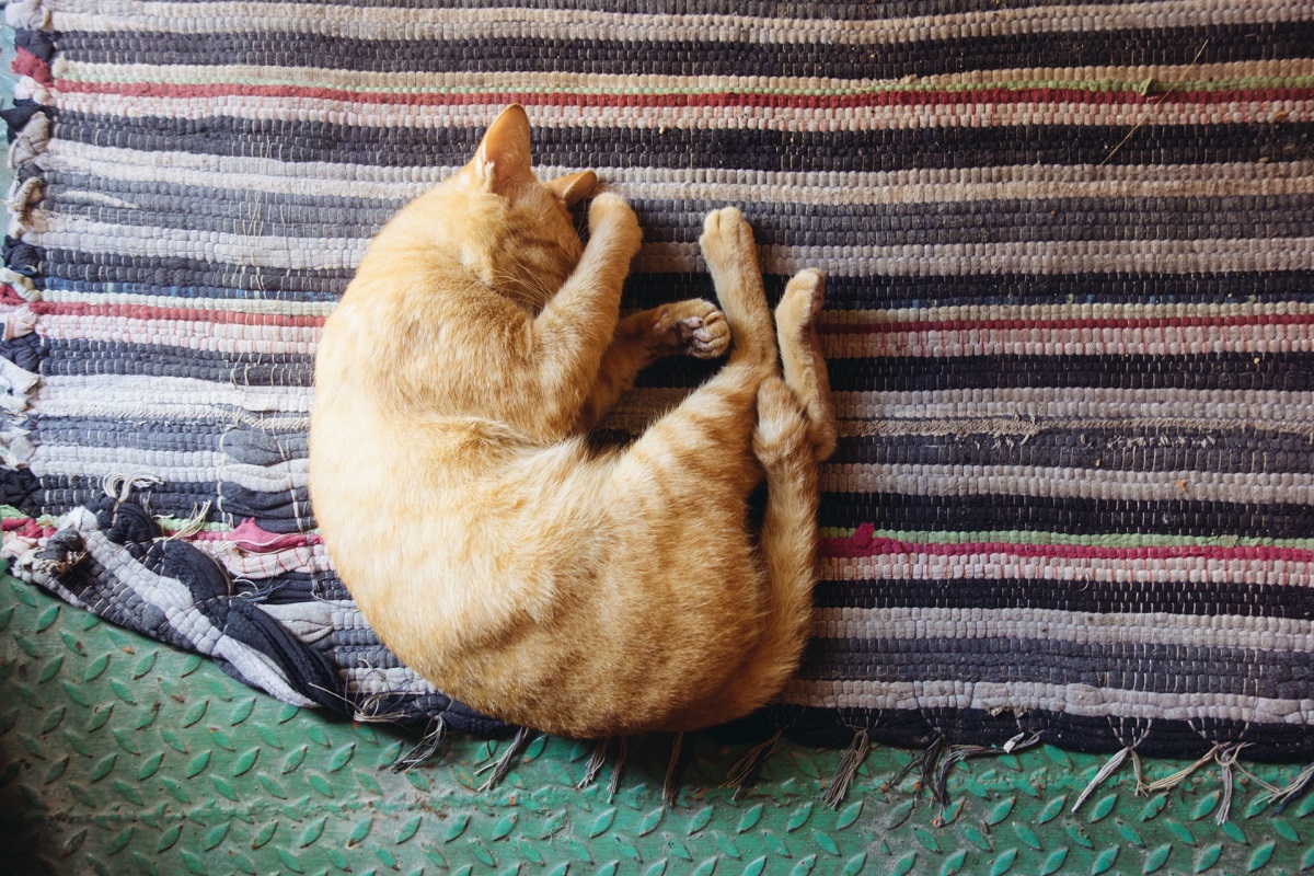 gatto arancione che dorme