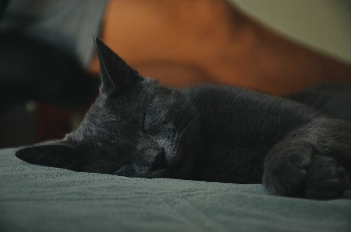 gatto dorme su divano