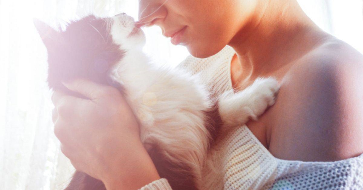 Perché il gatto annusa il nostro naso, spesso e volentieri?
