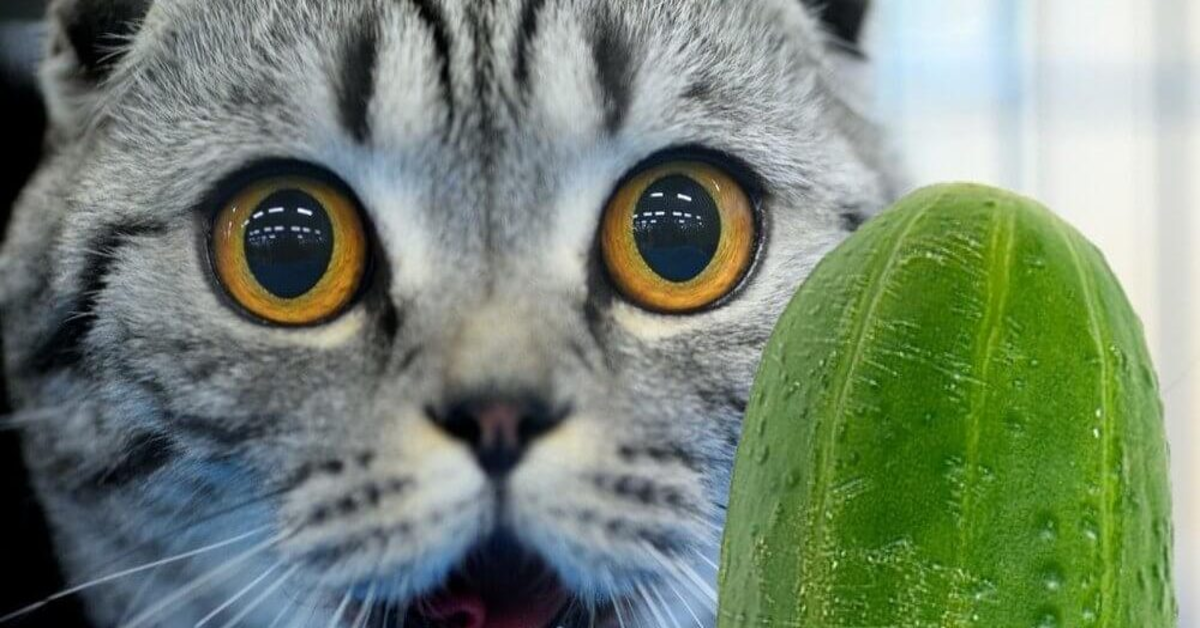 gatto guarda un cetriolo primo piano