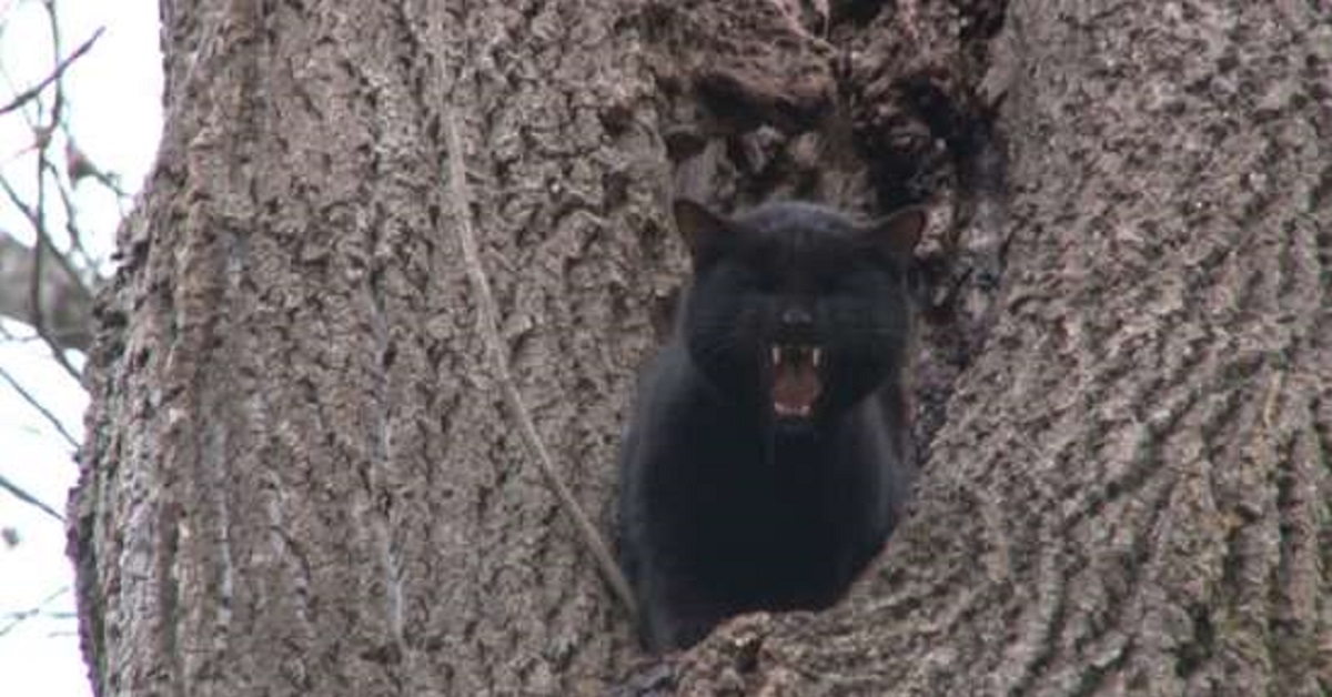 Phantom, il gatto e il suo difficile rapporto con gli alberi (FOTO)