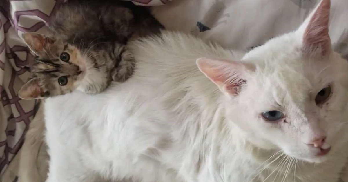 Phoenix, l’anziano gatto scopre la gioia di avere un’amica (VIDEO)