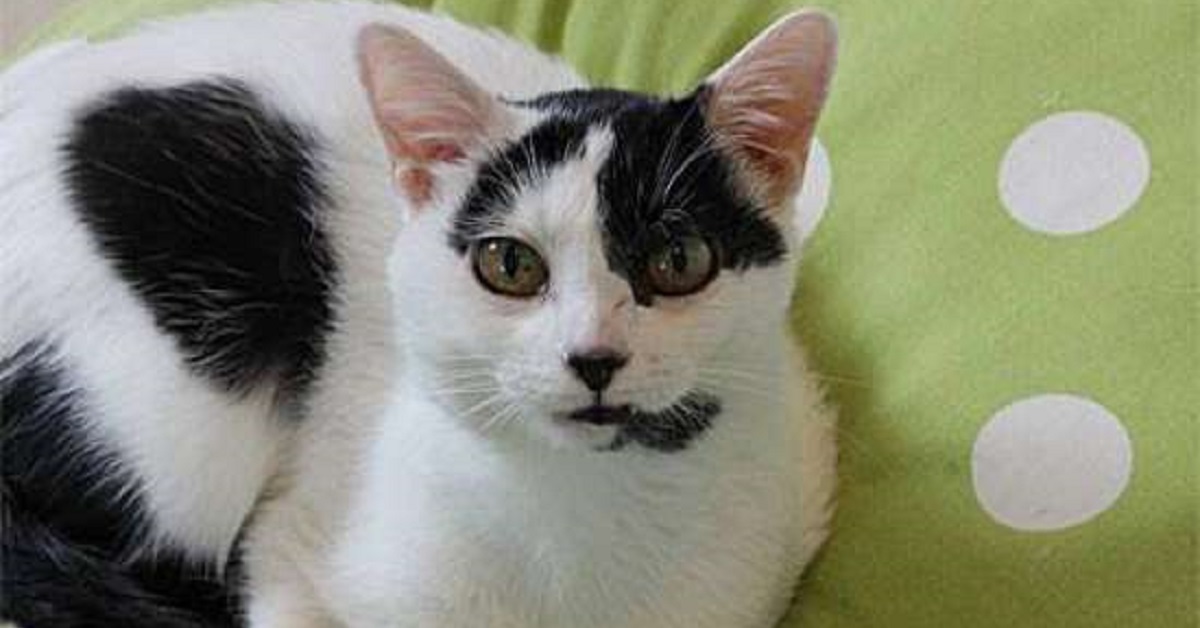 Pierre, il gatto di 16 anni viene finalmente adottato (FOTO)