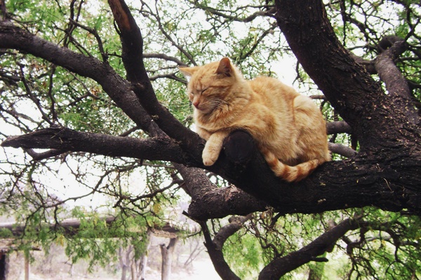 gatto arancione su un ramo