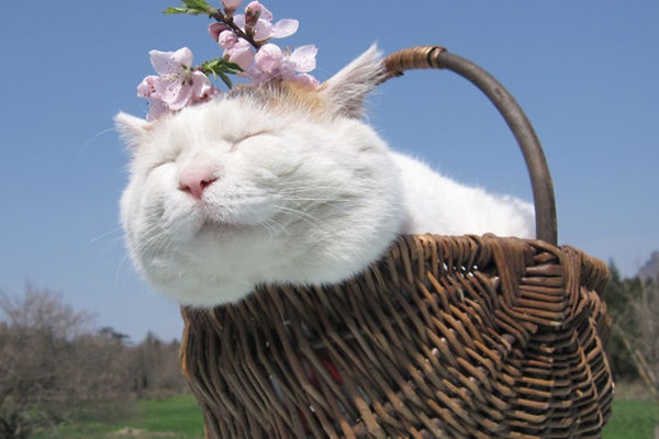 gatto buffo in un cestino di fiori