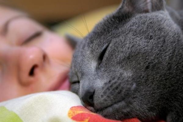 gatto con il mantello blu che dorme a letto