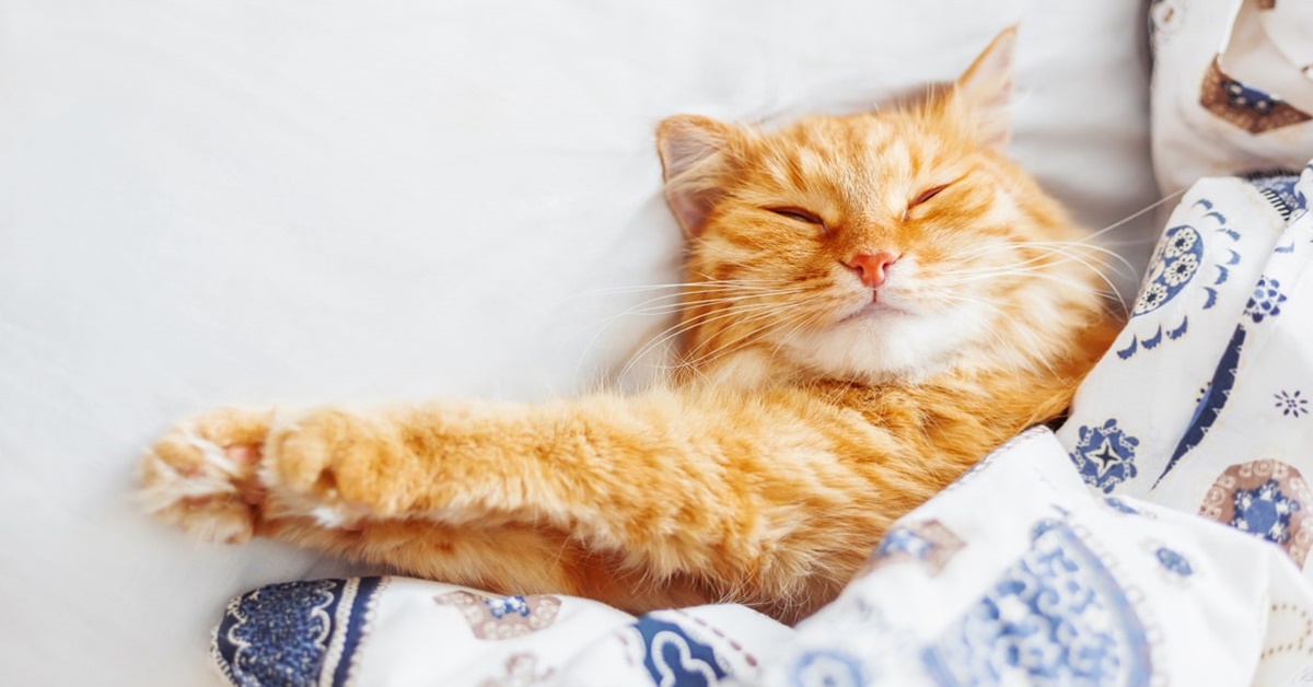 Posti dove dorme il gatto: 6 luoghi dove Micio adorerà riposare