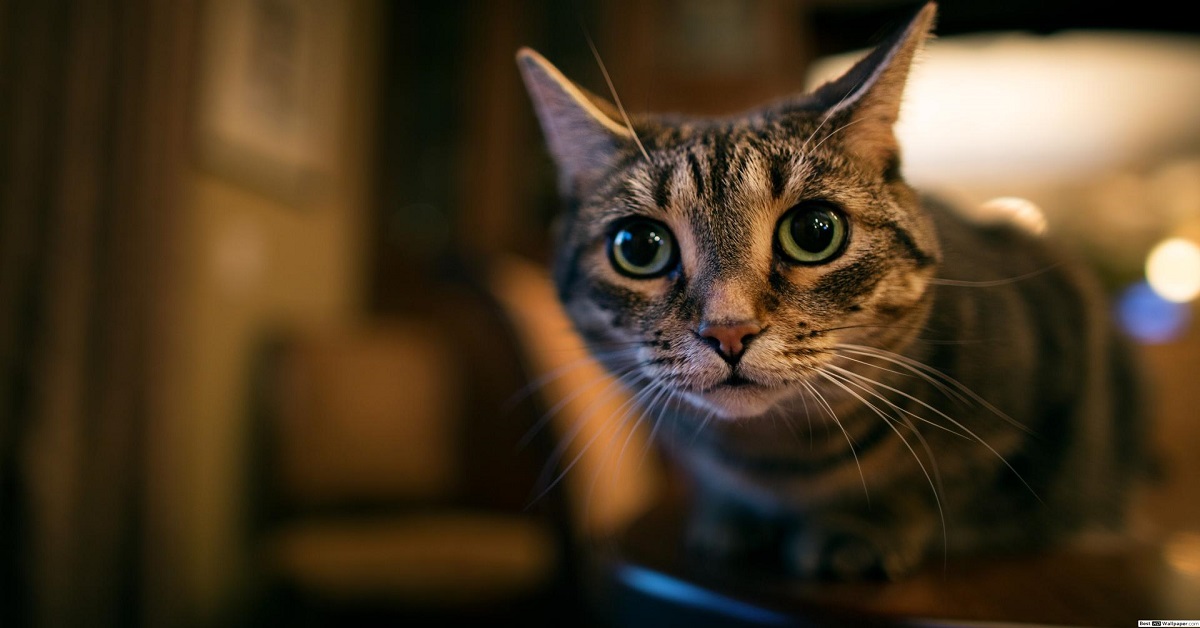 Potato, il gattino che si arrampica dappertutto, ha sperimentato un nuovo gioco (VIDEO)