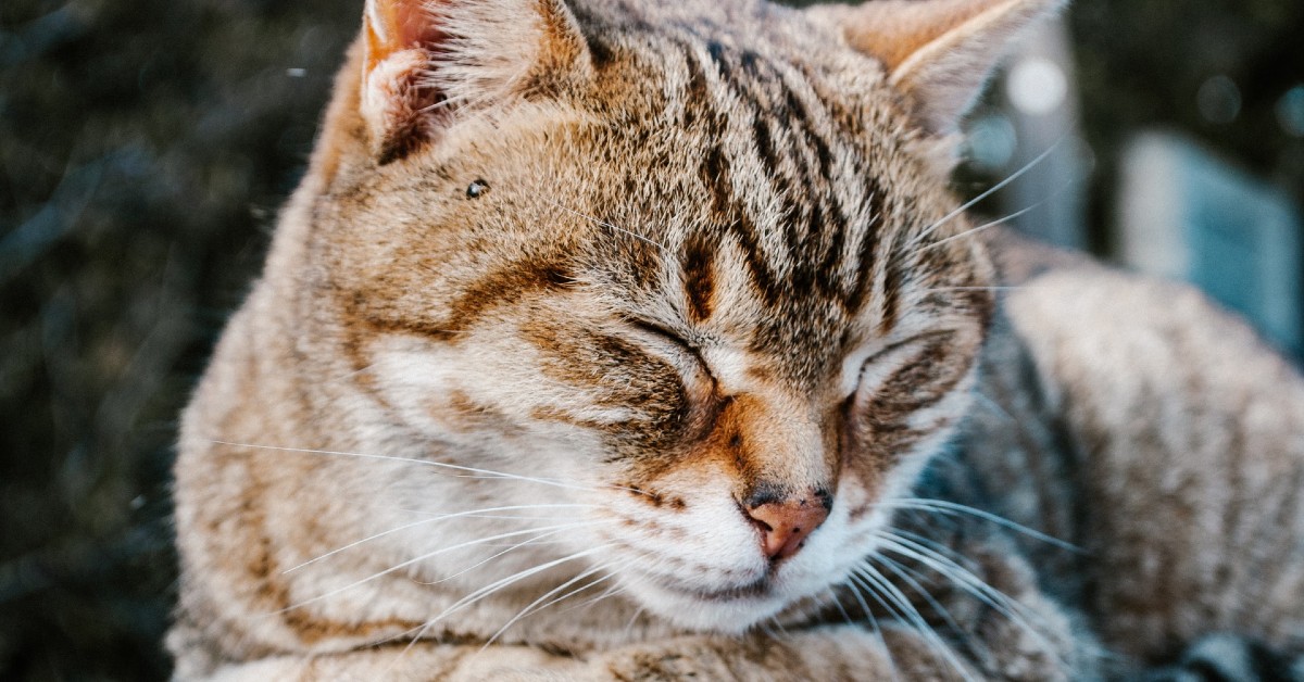 Perché i gatti sbavano quando fanno le fusa