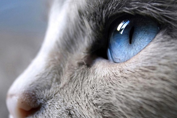 gatto con gli occhi blu