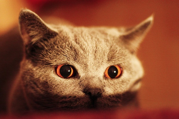 pupille dilatate nel gatto