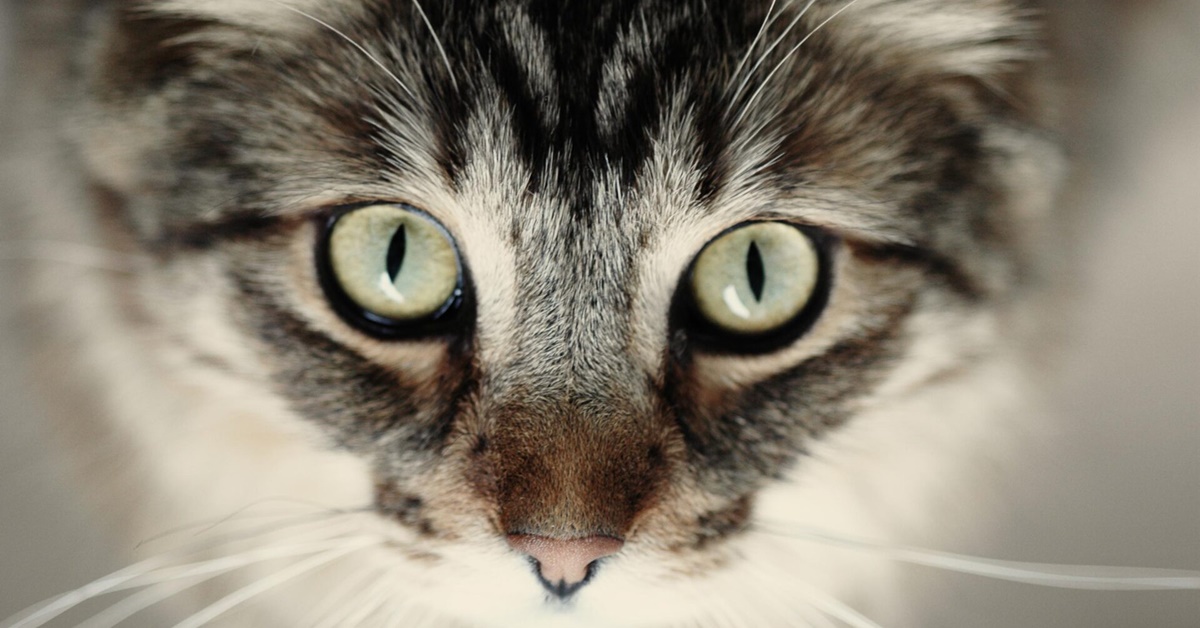 Pupille del gatto: che cosa ci possono dire gli occhi del nostro amico felino
