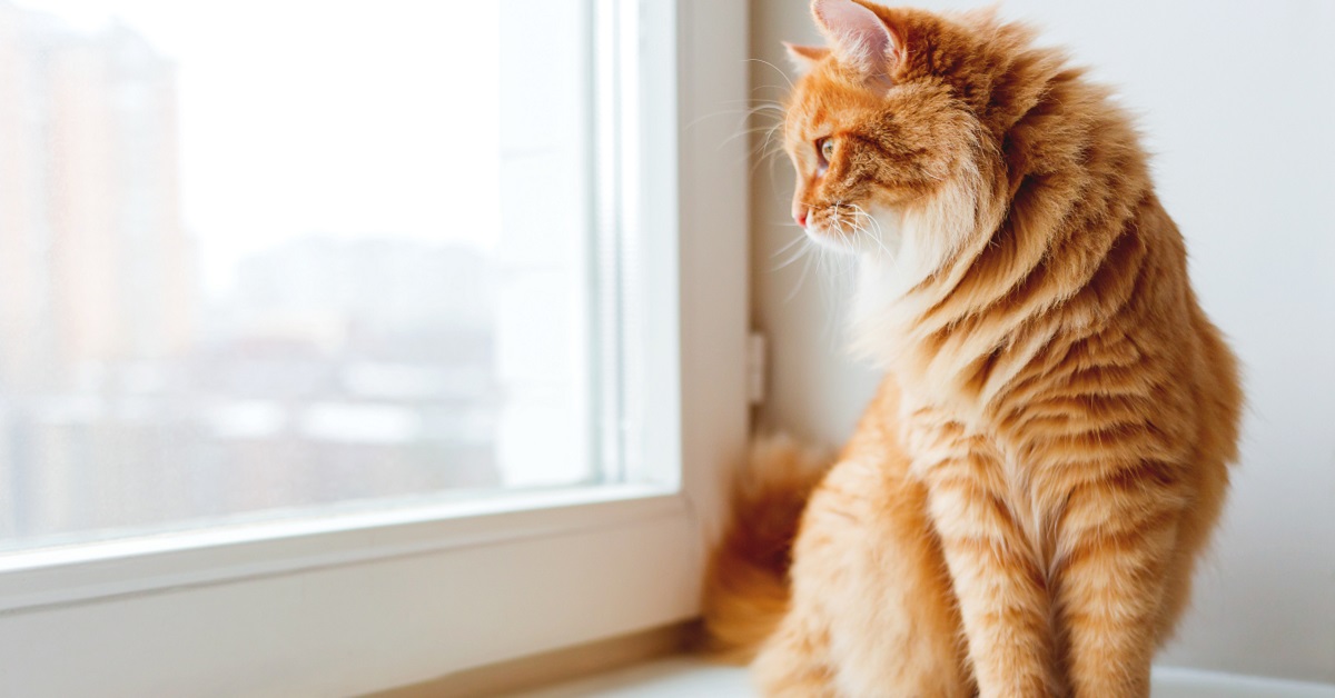 gatto guarda fuori dalla finestra