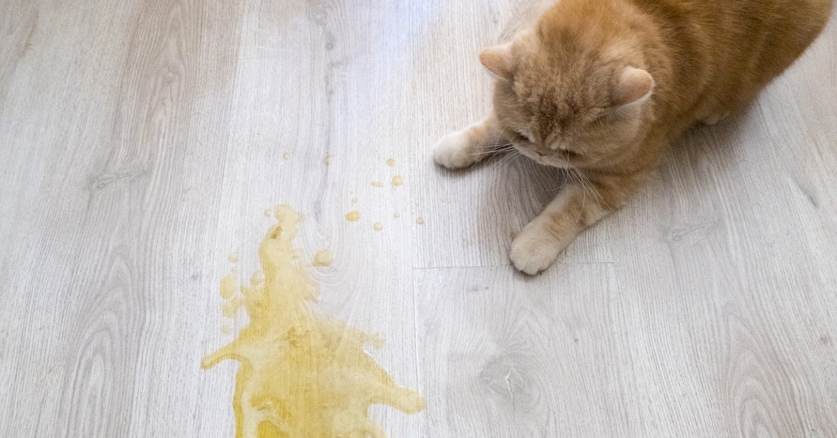 Puzza di urina del gatto: come riuscire a eliminarla completamente da casa