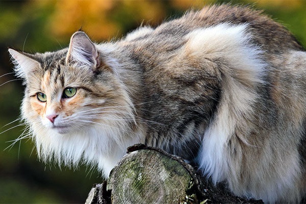gatto norvegese delle foreste