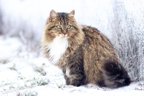 esemplare di siberiano che vive sulla neve