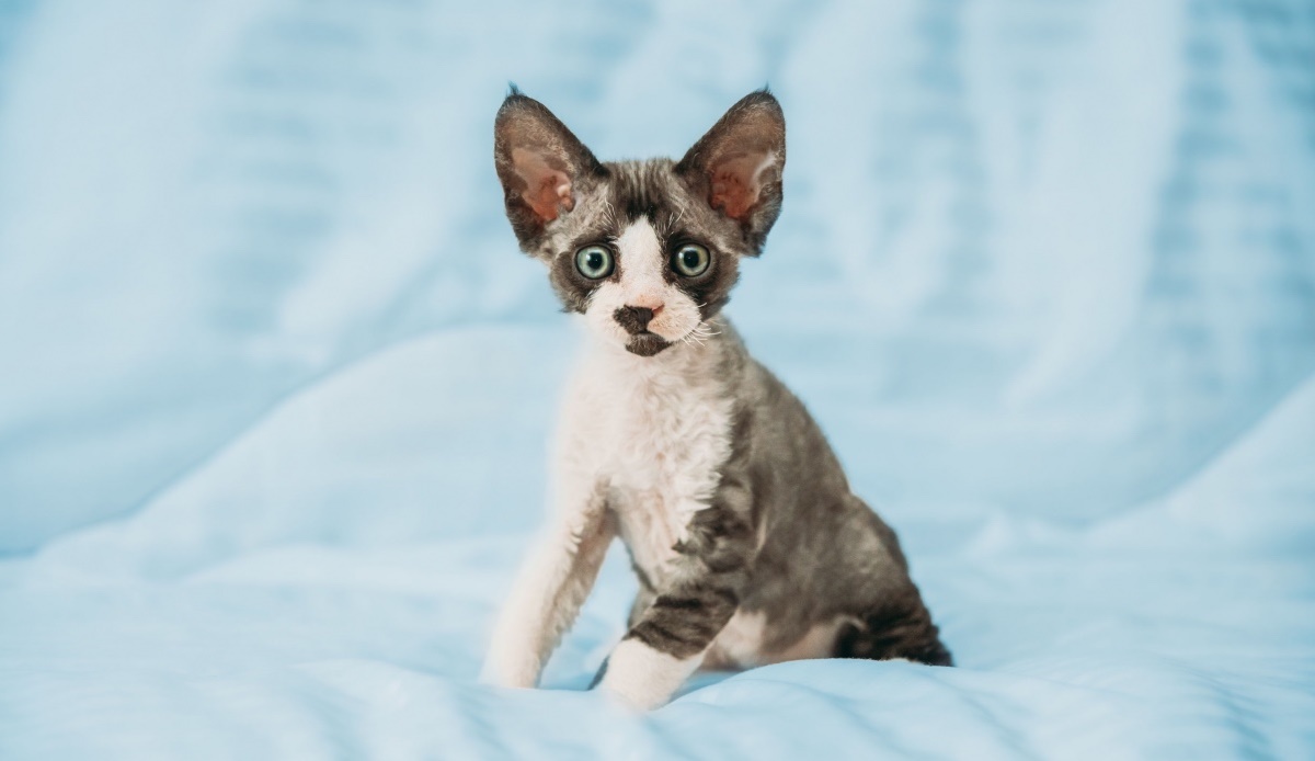 esemplare di devon rex