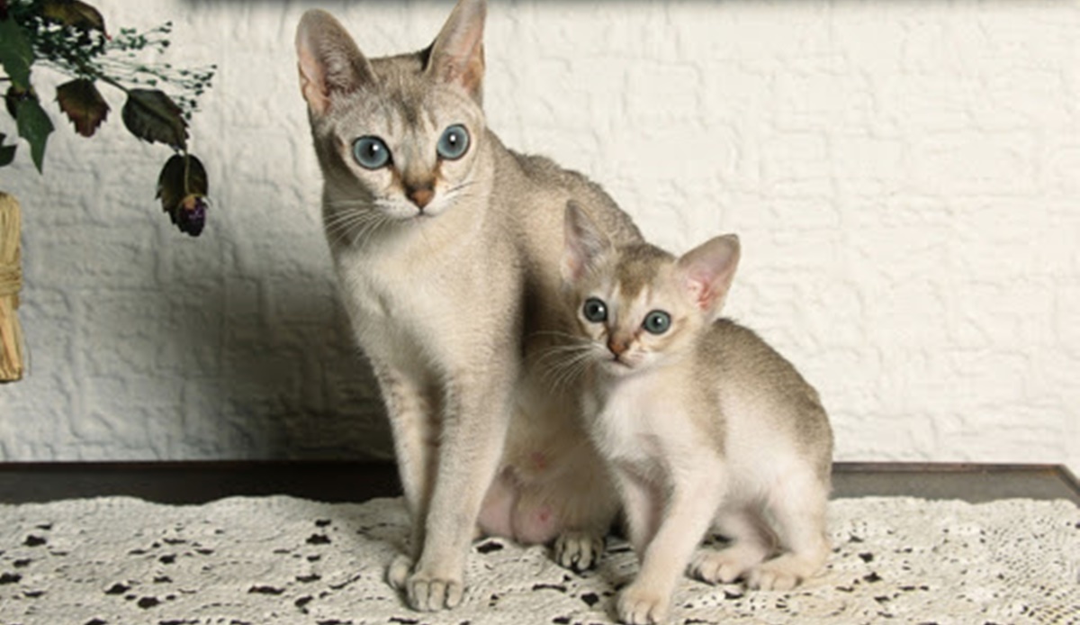 mamma e gattino di razza singapura