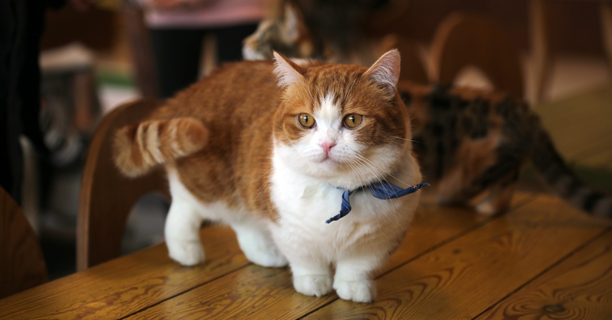 Razze di gatti piccolissimi: quali sono le più piccole e adorabili