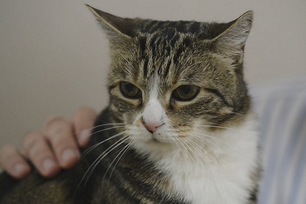 gatto anziano accarezzato